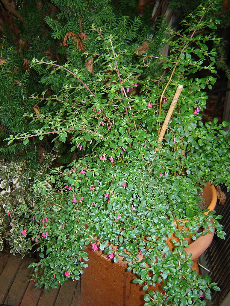 Fuchsie01.jpg