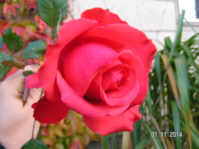 Des Sommers letzte Rose.JPG