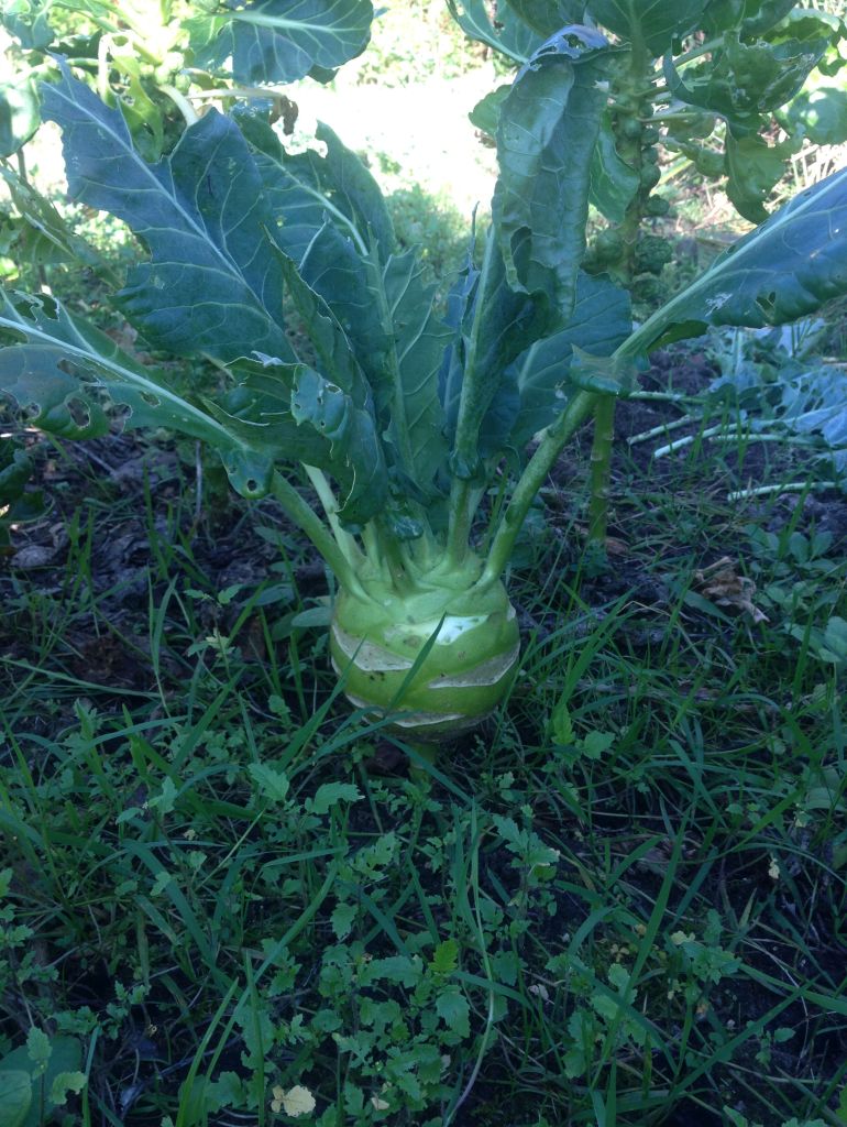 Kohlrabi1.jpg