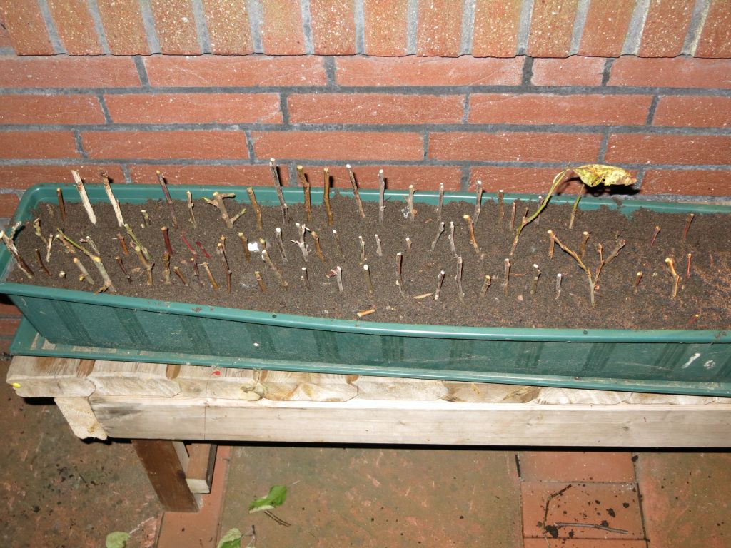 Steckhölzer nah dran 2.jpg