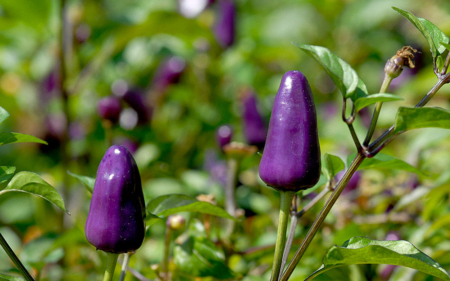 Ecuador Purple Chilipflanze.jpg