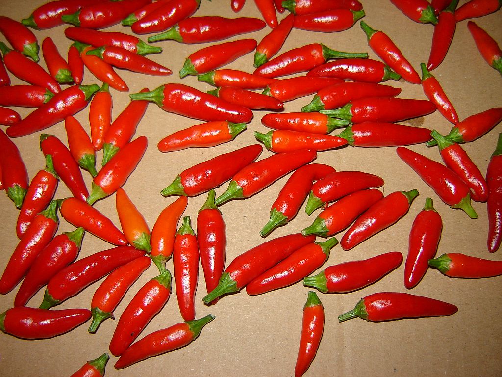 Chilis_2014_Finale_02.jpg