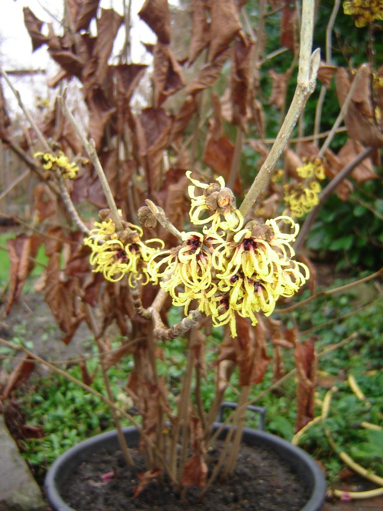 Hamamelis01.jpg