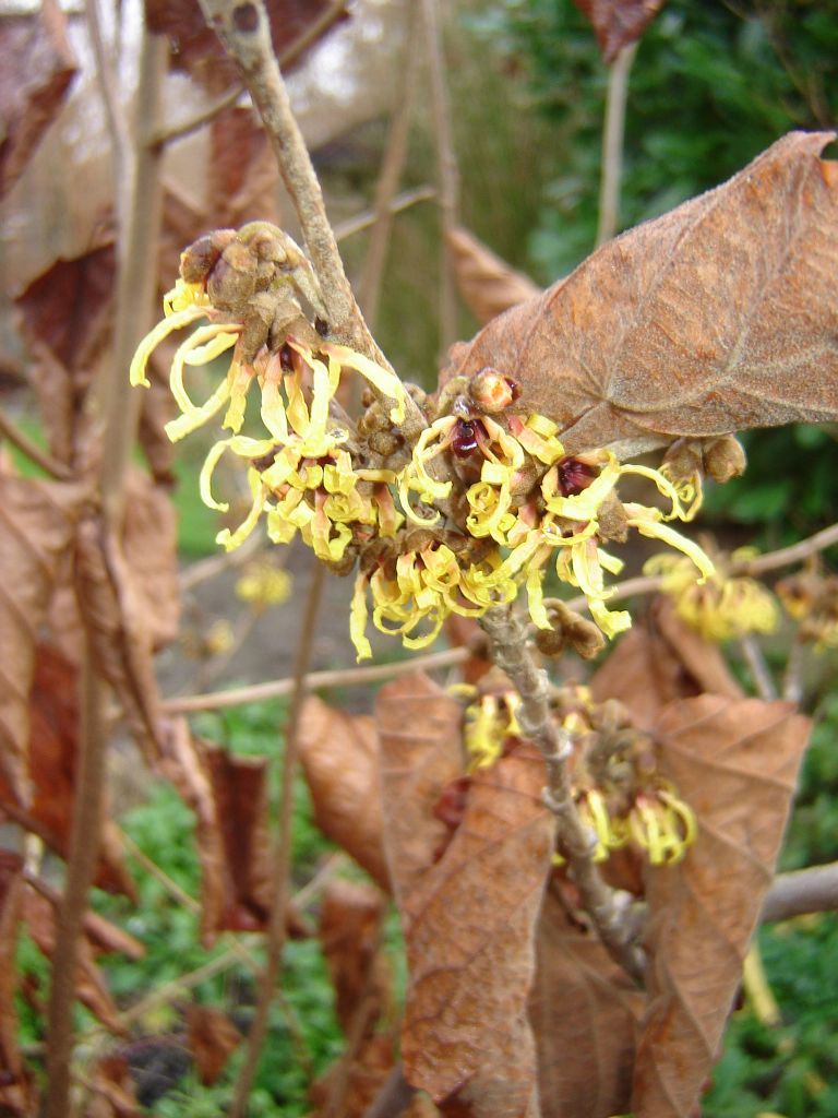Hamamelis02.jpg