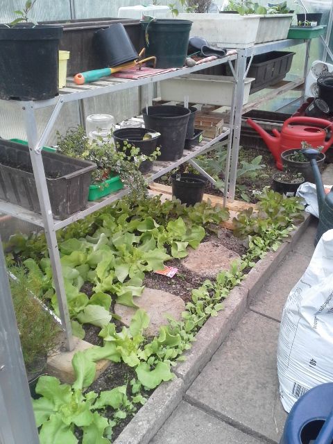 Salate , Radischen, Kohl usw. zum vorziehen