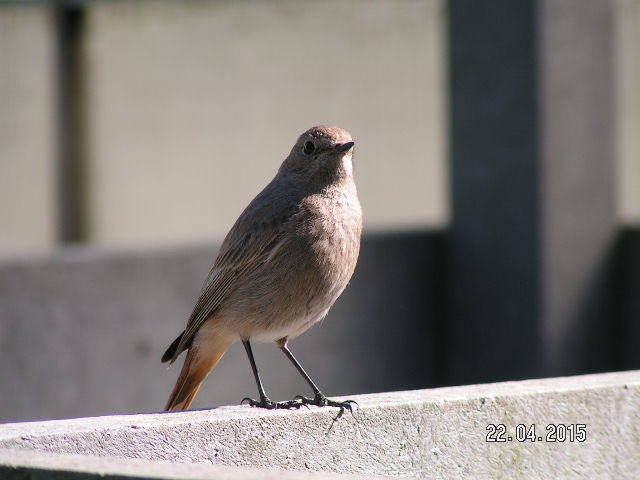 PICT0380.JPG