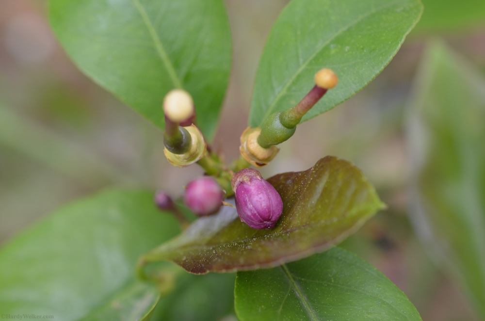 Pflanzen im Garten 4.jpg