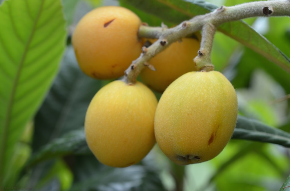 Pflanzen im Garten 3.jpg