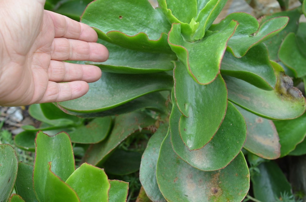 Pflanzen im Garten 2.jpg