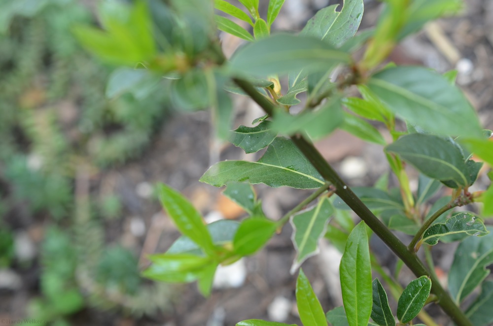 Pflanzen im Garten 1.jpg