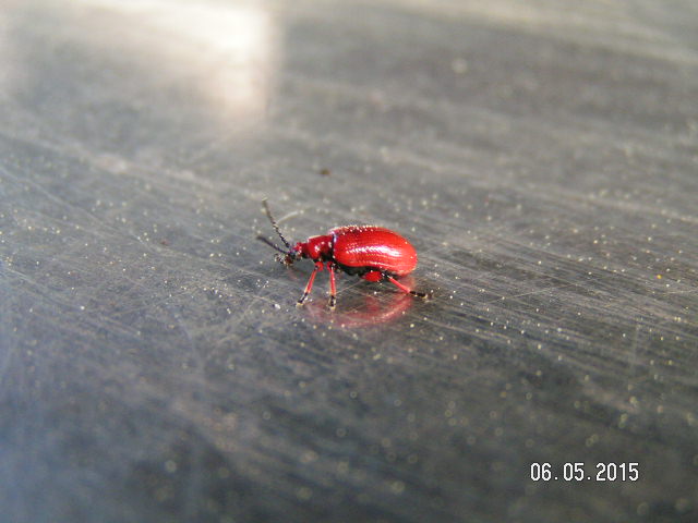 PICT0399.JPG