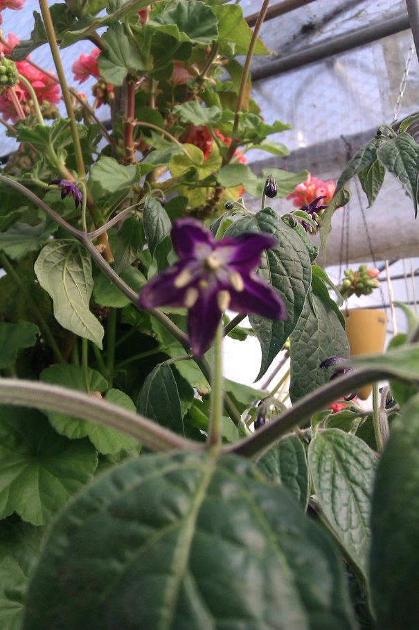 IMAG0452.jpg