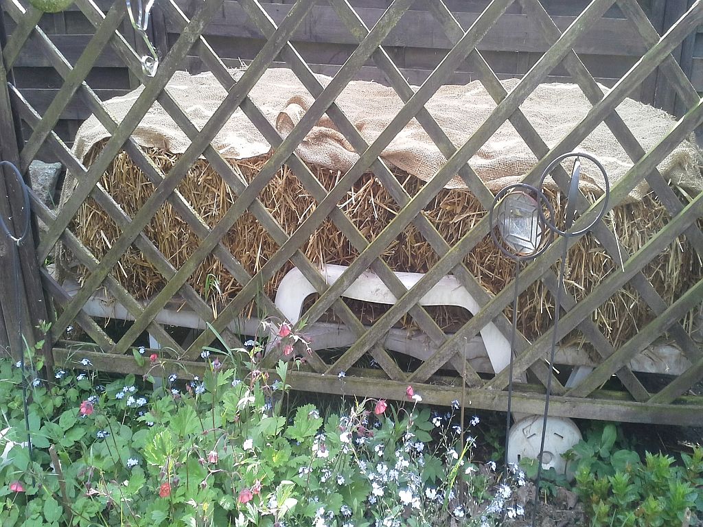 Im linken Ballen ist Braunkappenbrut und rechts Parasol