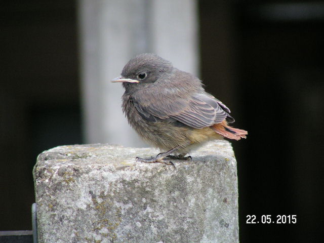 PICT0427.JPG