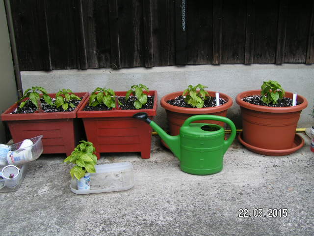 PICT0420.JPG