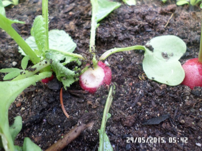 ameisen radieschen.jpg