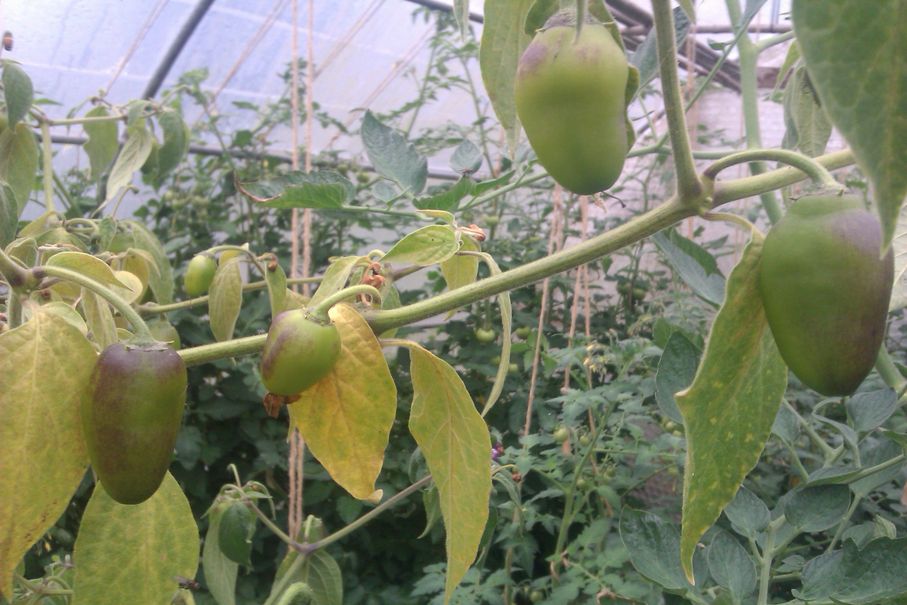 IMAG0492.jpg