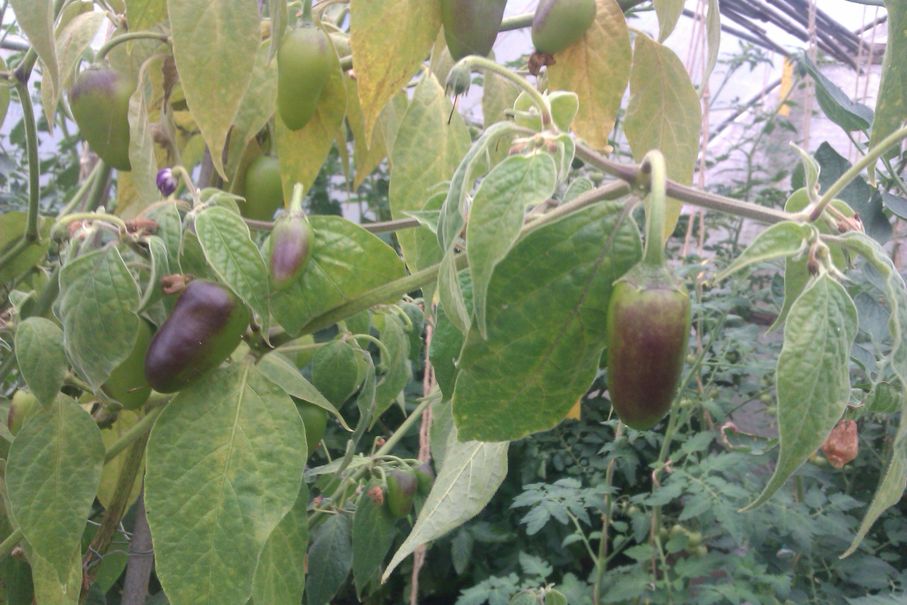 Keine Tomate.jpg