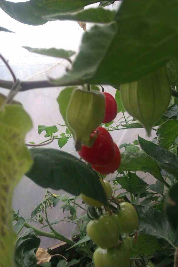 Little Red Tomato.jpg