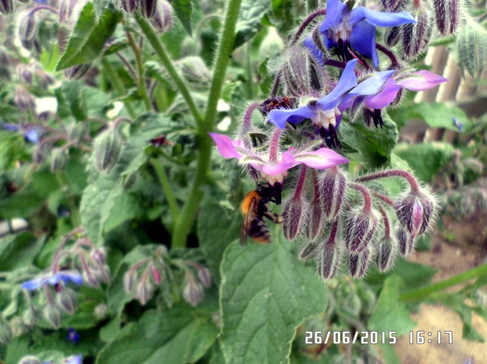 biene im borretsch.jpg