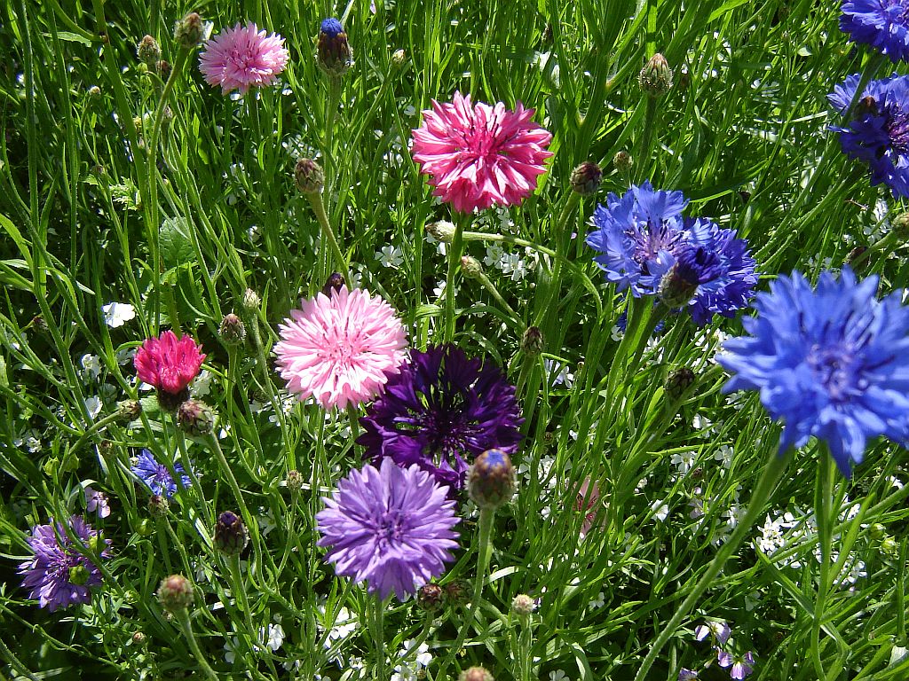 Blumenwiese02.jpg