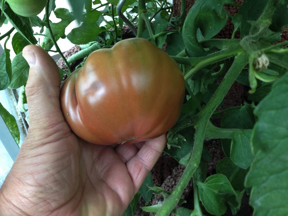 Balck Krim "in Lauerstellung" die sollte morgen soweit sein