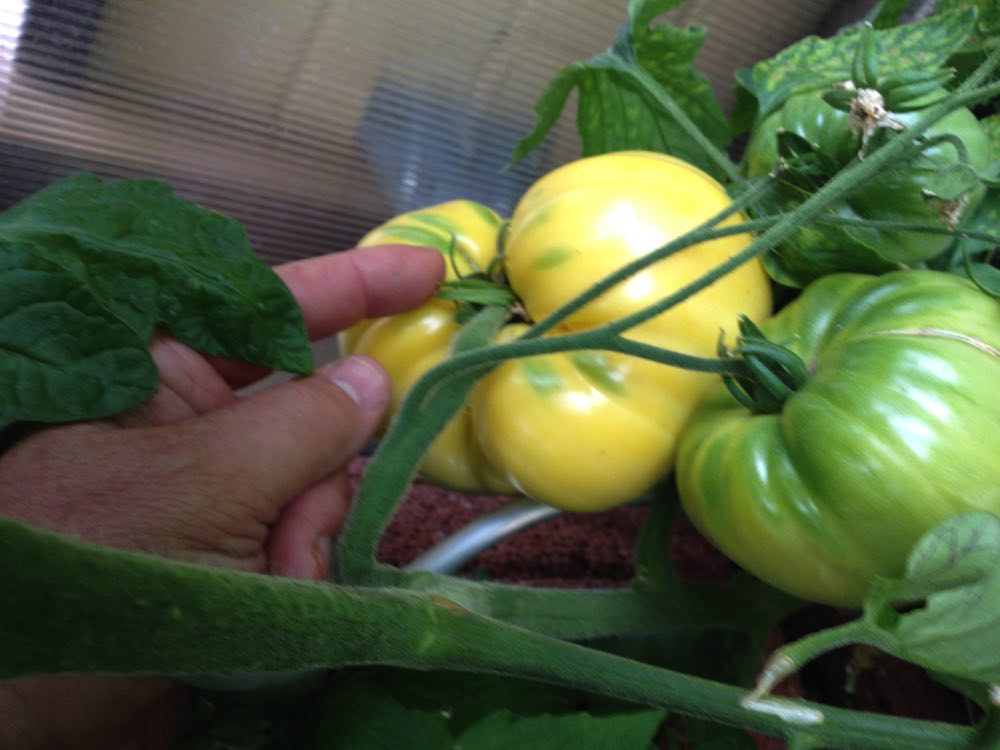 Dieses 18cm !!!  Teil nennt sich Beefmaster