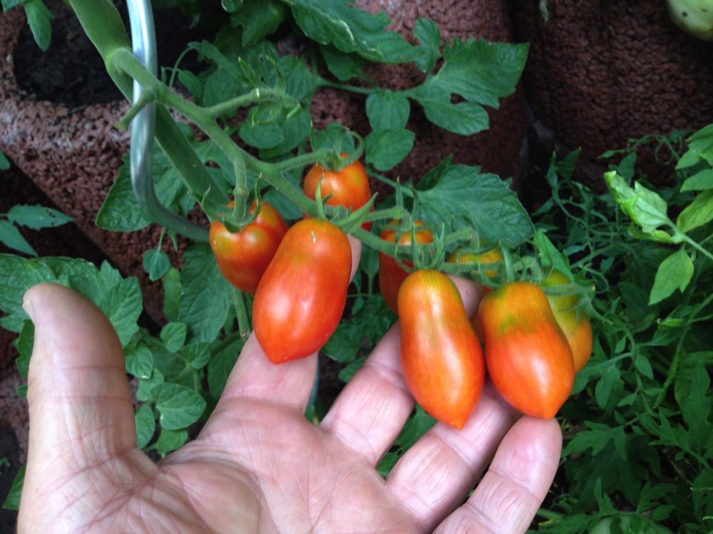 Die Italiener werden gerade rot. Leider nur einen Stock davon