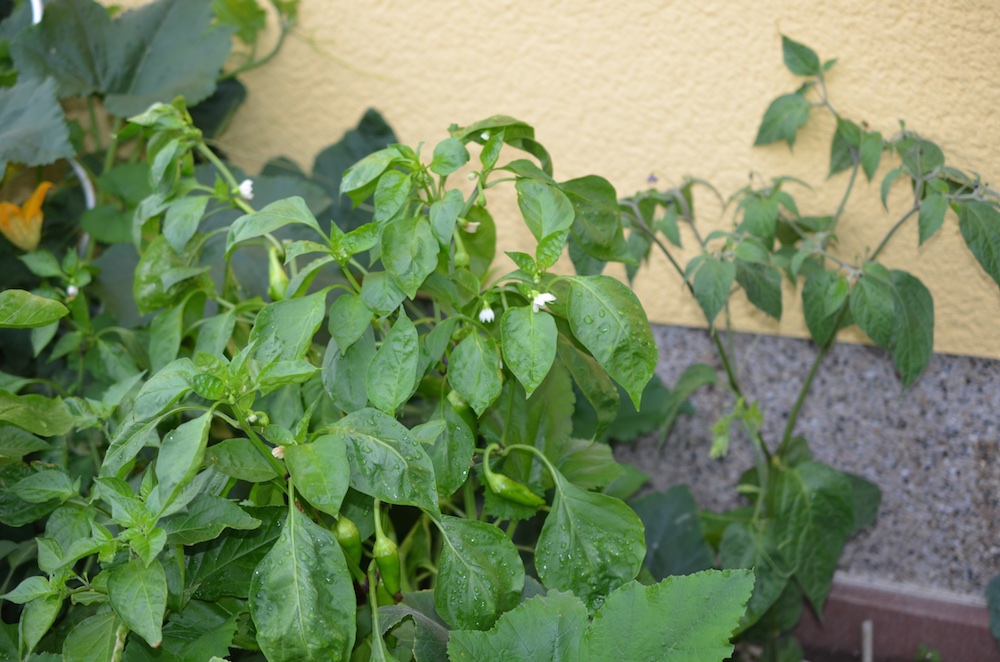 Der Chilibaum in Hintergrund.<br />Im Vordergrund ist der selbstgezogene Jumbo-chili