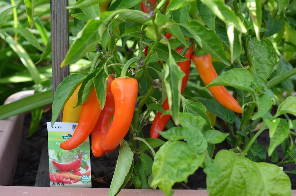 Der Peperoni genannt "Tabaluga" trägt dafür reichlich und ist gut scharf.