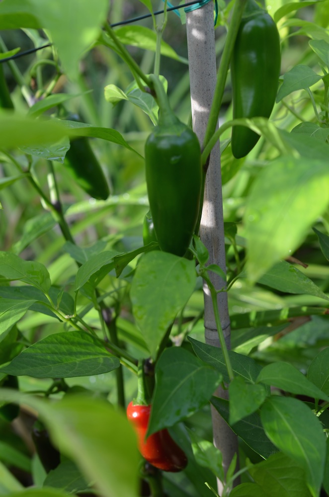 2 Pflanzen mit Jalapenos und vielleicht 10 Fruchtansätze. Eher bescheiden.