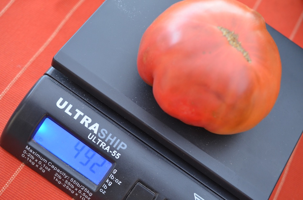 Tomaten 3.jpg
