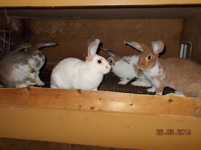 DSCN1227.JPG
