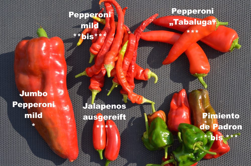 Chili 3.jpg