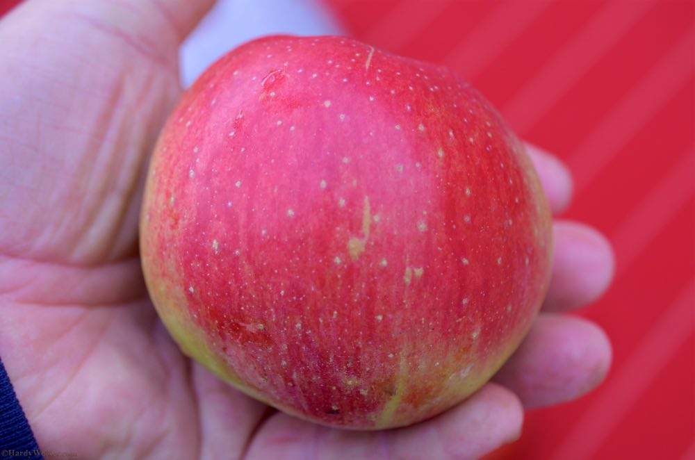 Apfel.jpg