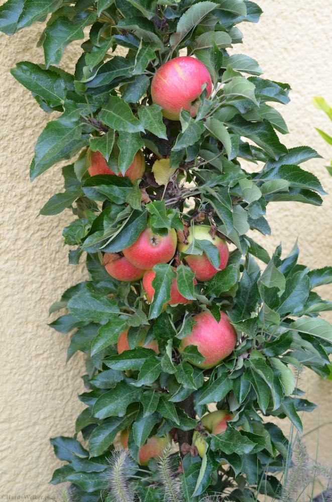 Apfelbaum.jpg