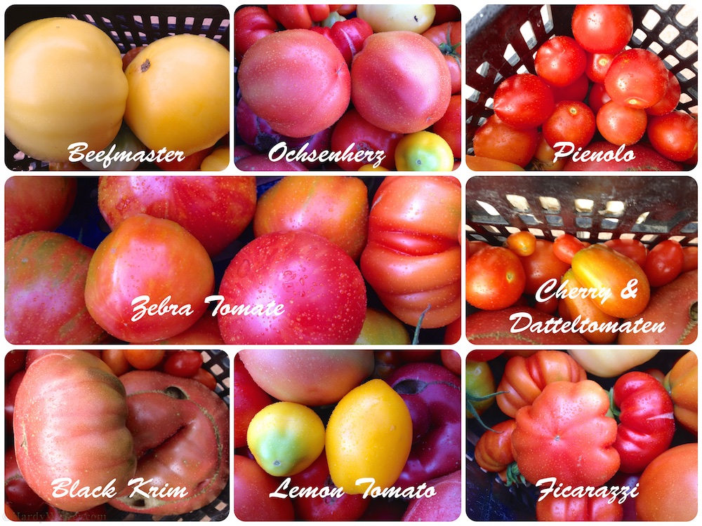 Tomaten 2 (1).jpg