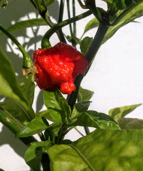 Carolina Reaper