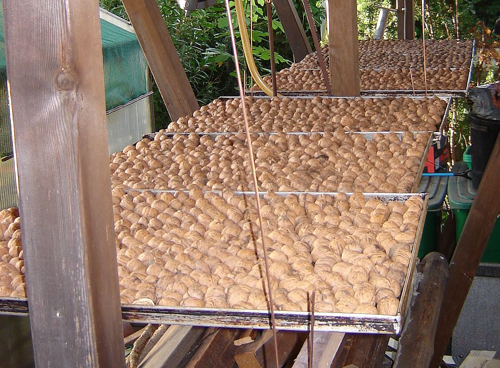 Walnussernte 2013.jpg