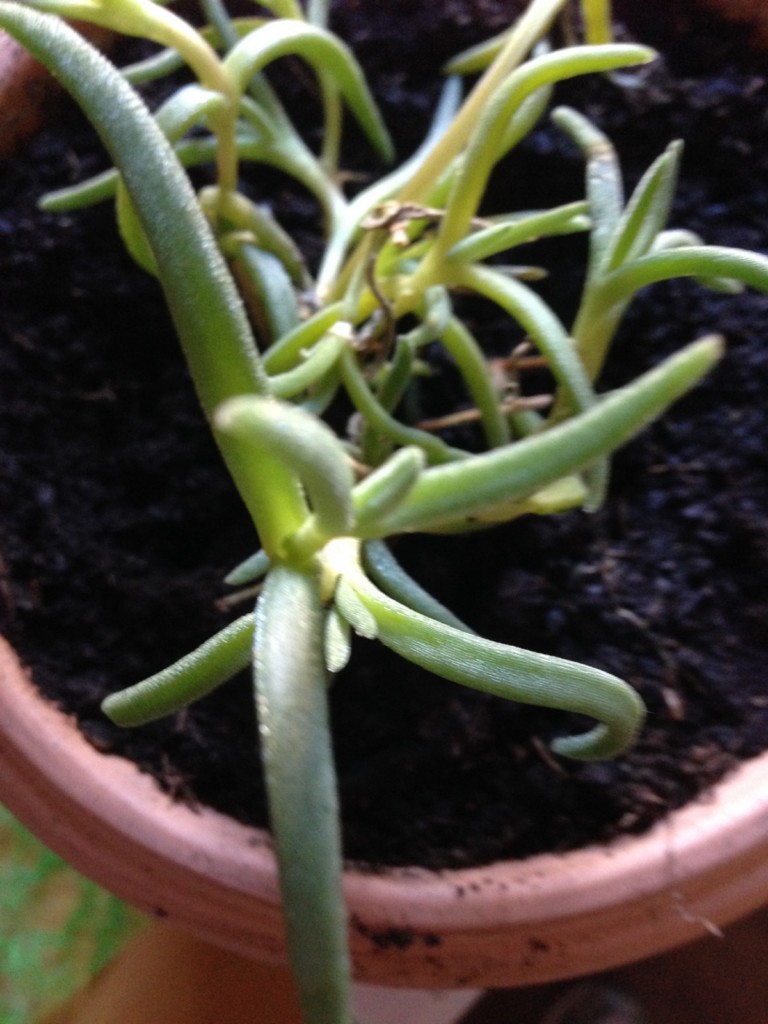 IMG_3065 [Desktop Auflösung].JPG