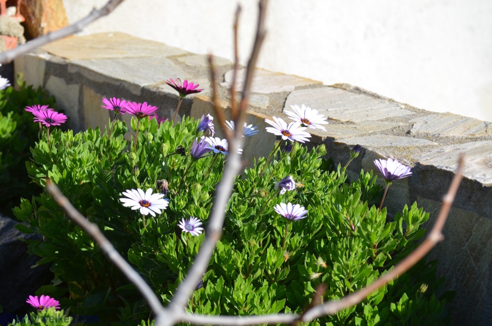 spanien blüht 2.jpg