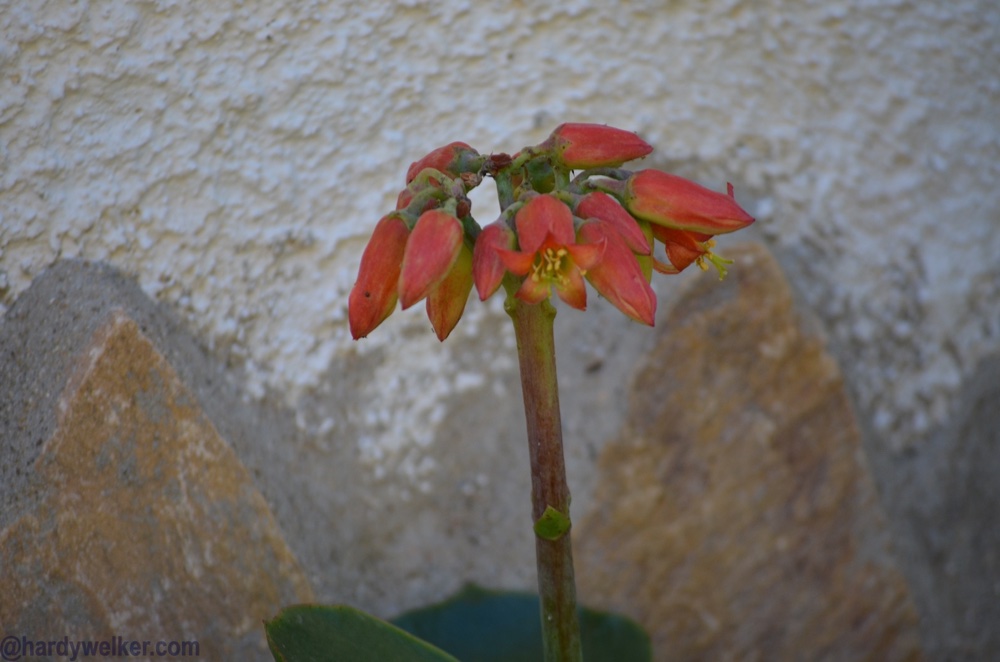 spanien blüht 5.jpg