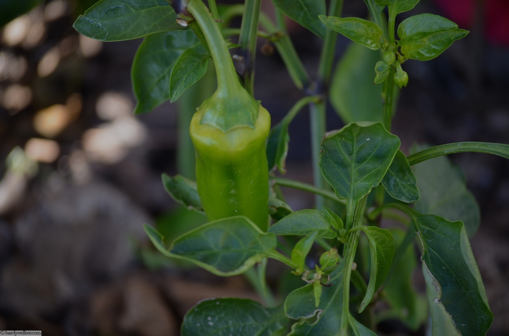 Die ersten sind schon am Strauch