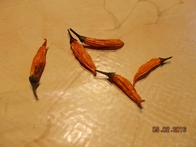 Chilies 2016 a.JPG