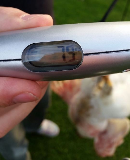 Masthahn übergewichtig.jpg