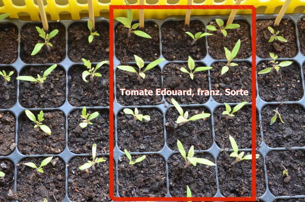 2016 Tomatenzucht.jpg