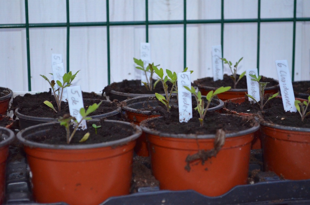 Tomaten 2016 2.jpg