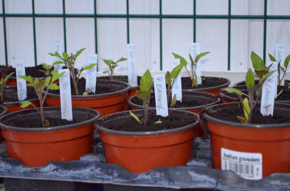 Tomaten 2016 3.jpg