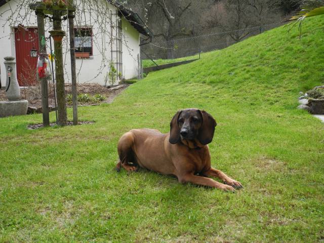 Immer dabei..meine treue Seele...Fenja