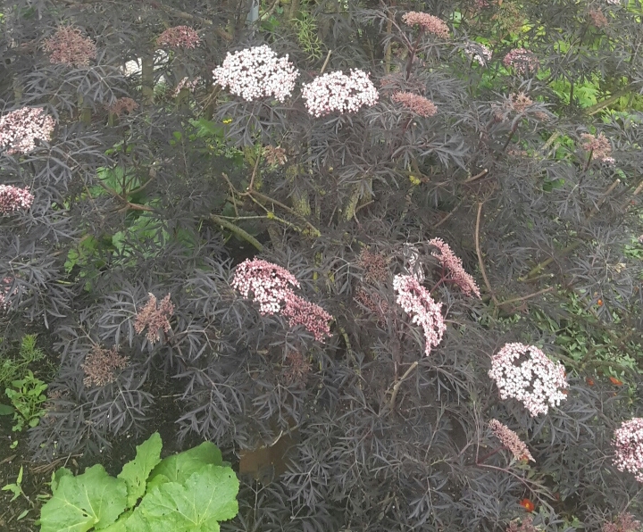 Holunder "Black lace"